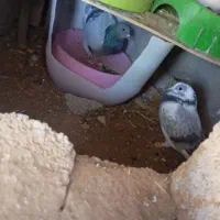 کبوتر دونه صد|پرنده|سر آسیاب یوسفی, |دیوار