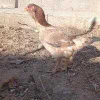 مرغ لاری کرچ