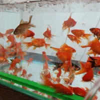 ماهی قرمز عید