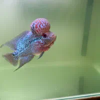 فلاور هورن|ماهی|تهران, بلوار کشاورز|دیوار