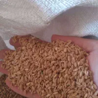 گندم ابی درجه یک