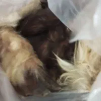 کله پاچه بره