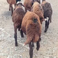 بره.|حیوانات مزرعه|آق قلا, |دیوار