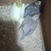 عروس هلندی 20 روزه سرحال