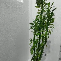 گل آپارتمانی|گل و گیاه طبیعی|سنقر, |دیوار