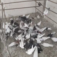 کفتر قم بارشنبه پرنده کیان جدا کن فقط دونه ای100|پرنده|کرج, خرمدشت|دیوار