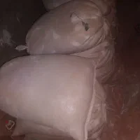 گندمتخمسمزده|لوازم جانبی حیوانات|زابل, |دیوار