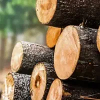 خرید چوپ صنوبر و جنگلی