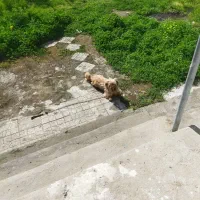 واگذاری سگ شیتزو