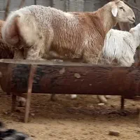 بره قوچی و بره سبک