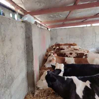 فروش ویژه گوساله های پرواری اصیل|حیوانات مزرعه|بندر ترکمن, |دیوار