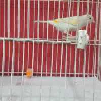 قناری مزاییکی ماده|پرنده|مشهد, امامیه (شهرک غرب)|دیوار