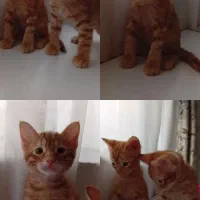 بچه گربه