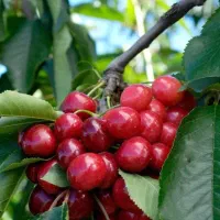 اغاز پیشفروش نهال گیلاس رژینا|خدمات باغبانی و درختکاری|دورود, |دیوار