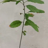 نهال/گیاه‌/آواکادو