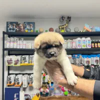 امریکن آکیتا|سگ|تهران, شهرک آزمایش|دیوار