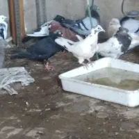 کبوتر|پرنده|چمران, |دیوار