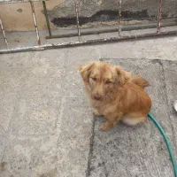 سگ پتی  پاکوتاه