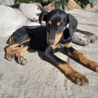 واگذاری دوبرمن مشکی ماده