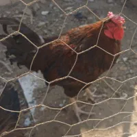 فروش فوری مرغ خروس