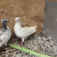 فروش تعدادی کبوتر پرشی|پرنده|خرمآباد (تنکابن), |دیوار