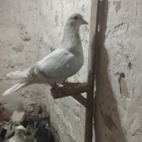 گرفتنی نر
