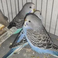 مرغ عشق|پرنده|مسجد سلیمان, |دیوار