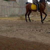 اسب درهشوری