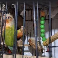 فروش پرنده طوطیسان|پرنده|رشت, احمد گوراب|دیوار