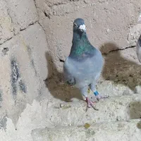 کبوتر.پلاکی|پرنده|مبارکه, |دیوار
