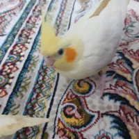 ۲عددجوجه عروس هلندی تازه دون خورشده