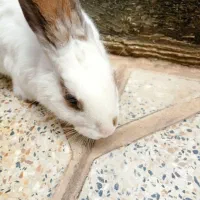 خرگوش اهلی خانگی آرام و باهوش جای دستشوییش رو بلده
