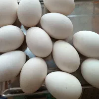 تخم غاز  نطفه دار شرطی ... و خوراکی با کیفیت