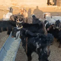 14عدد بزغاله نر داشتی|حیوانات مزرعه|بروجرد, |دیوار