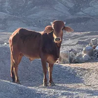 گاو دوساله مناسب برای عید قربان