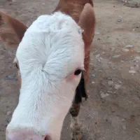 گوساله سیمنتال