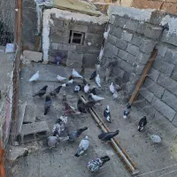 کبوتر
