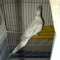 واگذاری پرنده