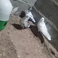 کبوترکاشانی ساعاتی کله سیاه