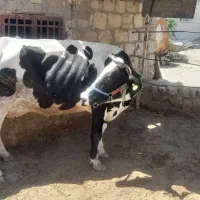 خریدفروش گاوگوسفندافتاده شکسته سرزده