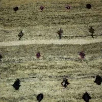 فرش دستباف|فرش|اندیمشک, |دیوار