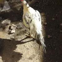 خروس لاری
