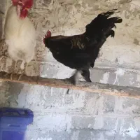 خروس مرندی