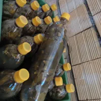 خیار شور|خوردنی و آشامیدنی|گیان, |دیوار