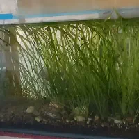 یک عدد آکواریوم