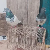 کبوتر کله سبز