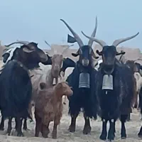 دوبر اخته جلو رو