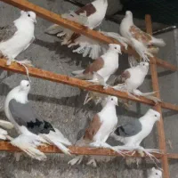 کفتر کلاهی پاپر
