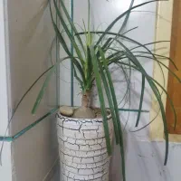 لیندا.پتوس.افوربیا