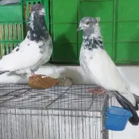 کبوتر دمبی